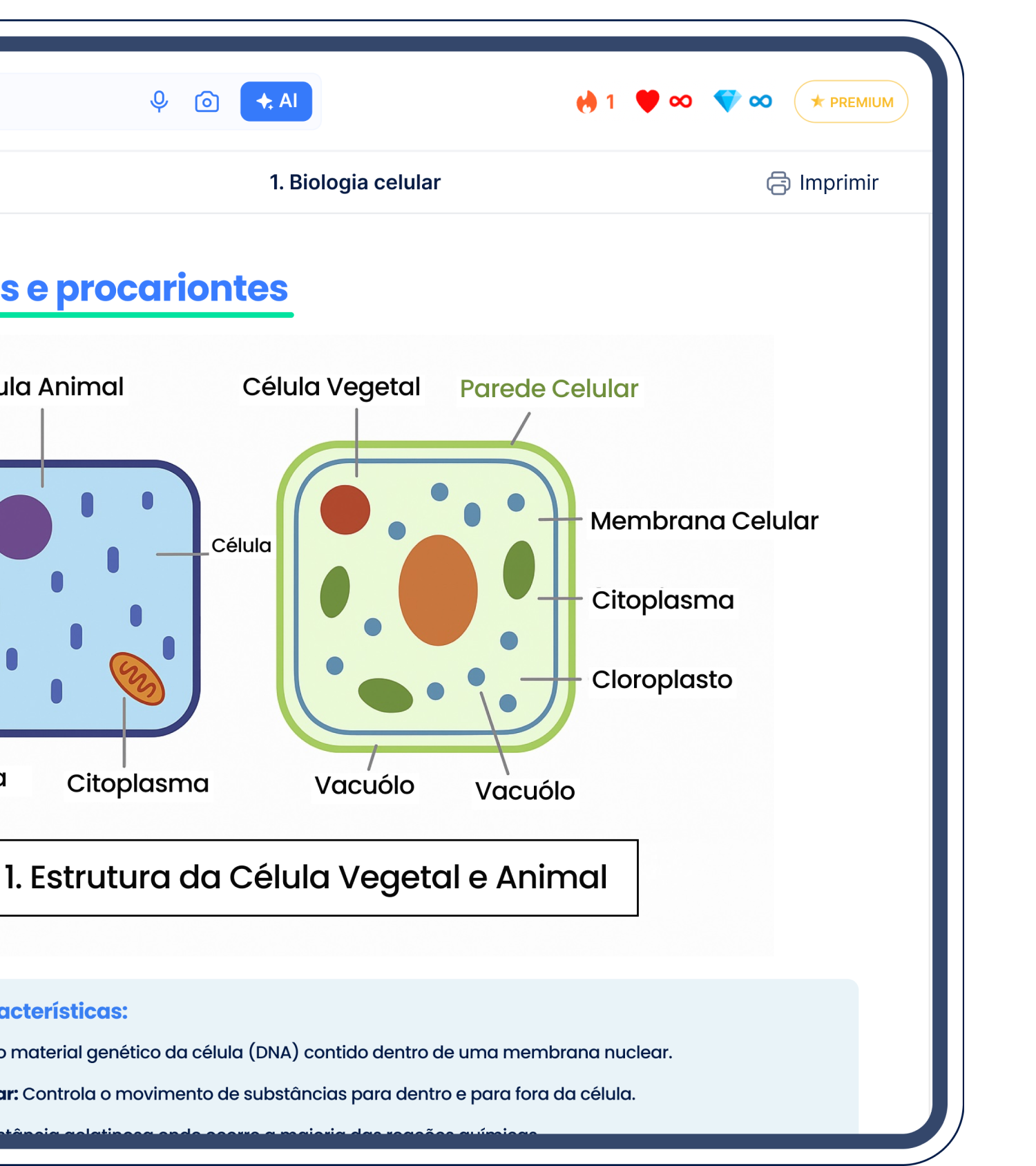 Flashcard Section